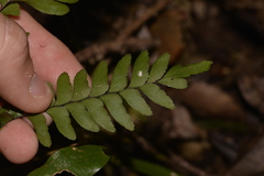 Adiantum silvaticum