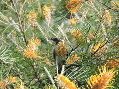 Philemon corniculatus