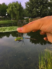 Anax parthenope julius