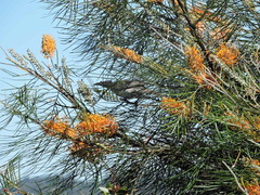 Philemon corniculatus