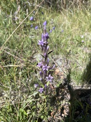 Gentianella amarella