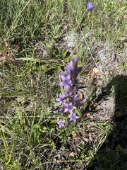 Gentianella amarella