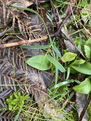Chiloglottis