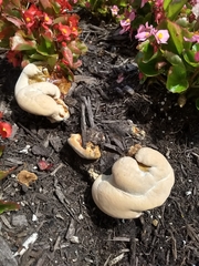 Fungi