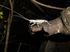 Neoptychodes trilineatus