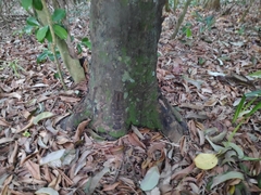 Myristica hypargyraea