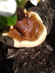 Fungi