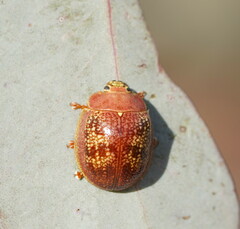 Paropsis carnosa