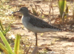 Tringa glareola
