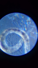 Nematoda