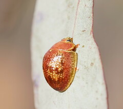 Paropsis carnosa