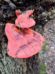 Fistulina hepatica