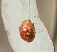 Paropsis carnosa