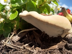 Fungi