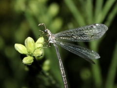 Scotoleon longipalpis