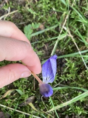 Crocus speciosus