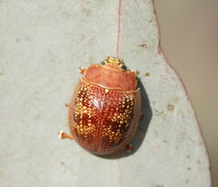 Paropsis carnosa