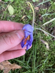 Crocus speciosus