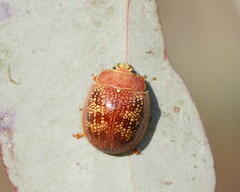 Paropsis carnosa