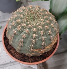 Gymnocalycium