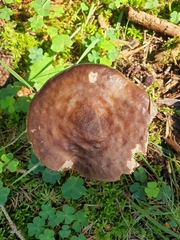 Pluteus cervinus