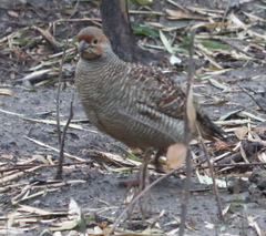 Ortygornis pondicerianus