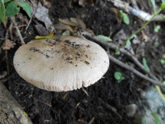 Pluteus americanus