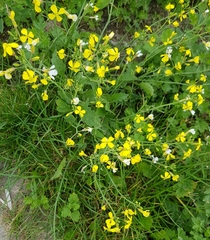 Brassica napus
