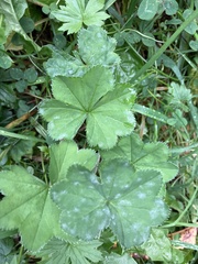 Alchemilla vulgaris