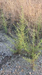 Dittrichia graveolens