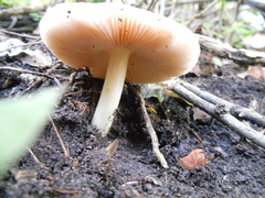 Pluteus americanus