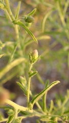 Dittrichia graveolens