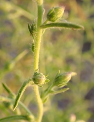 Dittrichia graveolens