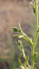 Dittrichia graveolens