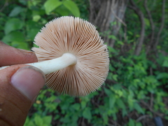Pluteus americanus