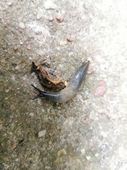 Krynickillus melanocephalus