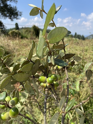 Quercus senescens