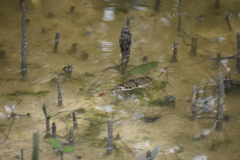 Tetractenos glaber