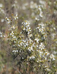Leptospermum coriaceum
