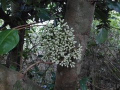 Syzygium clusiifolium