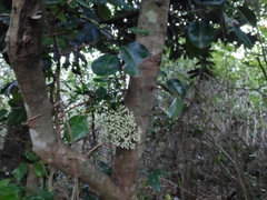 Syzygium clusiifolium