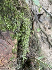 Porella pinnata