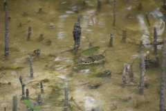Tetractenos glaber