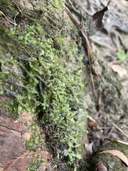 Porella pinnata