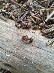 Formica polyctena × rufa