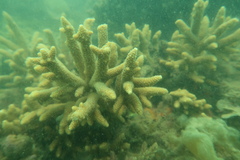 Acropora pulchra