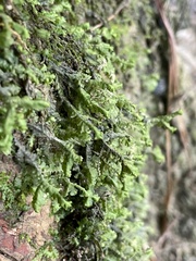 Porella pinnata
