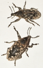 Leucomigus tesselatus