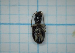Bembidion