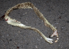Crotalus scutulatus